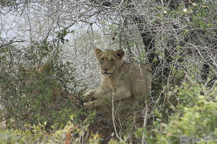 Africa_20081107_025142_152_2X.jpg - A lion cub about 8 months old watches from the top of a nicely covered knoll.  Phinda Reserve, South Africa.