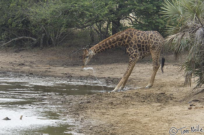 Africa_20081107_032636_234_2X.jpg - A giraffe after drinking will flip a stream of water from its long neck as it lifts its head back to vertical.  Phinda Reserve, South Africa.