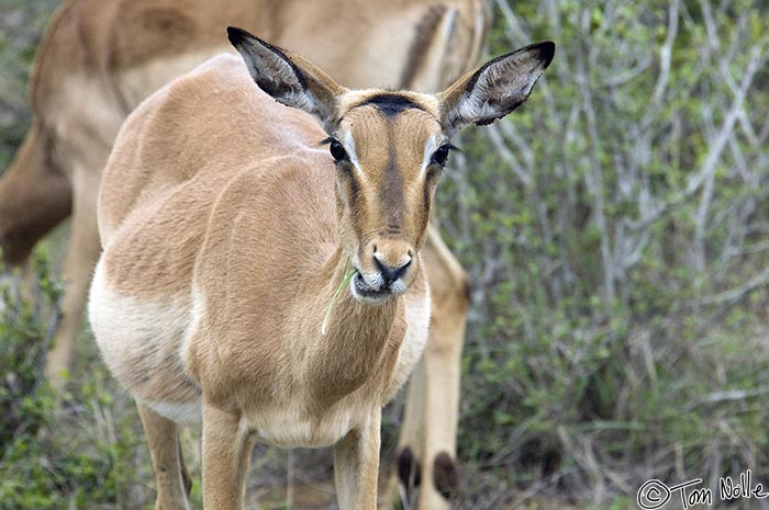 Africa_20081107_035436_274_2X.jpg - This is a female impala who is very pregnant.  They normally give birth at the start of the rainy season when food and water is more certain.  Phinda Reserve, South Africa.