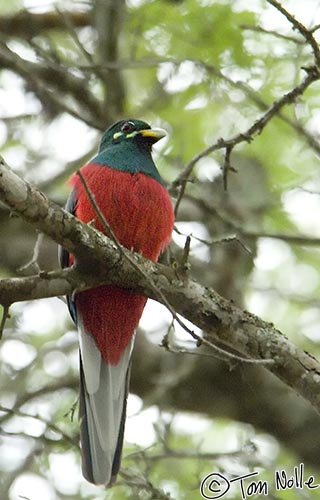 Africa_20081107_095008_340_2X.jpg - This is a narina trogon, a very rare bird that's also very difficult to photograph!  Phinda Reserve, South Africa.