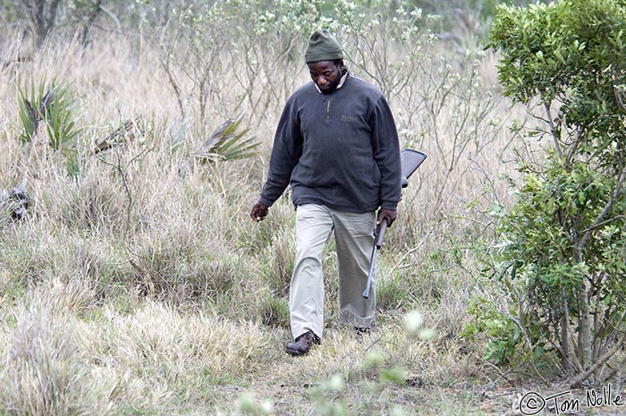 Africa_20081107_110910_512_2X.jpg - Our guide comes out of the brush after looking for lion sign; you don't walk around here without a rifle, and a big one.  Phinda Reserve, South Africa.