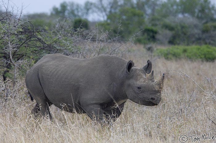 Africa_20081107_113918_529_2X.jpg - This is a large black rhino, the aggressive one of the family.  You can tell by the overhanging lip that this is a browser rather than a grazer.  Phinda Reserve, South Africa.