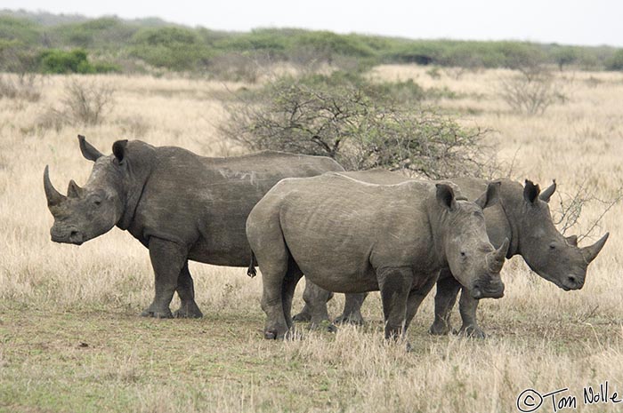 Africa_20081107_115046_545_2X.jpg - A group of white rhinos form a defensive perimeter as we approach.  Phinda Reserve, South Africa.