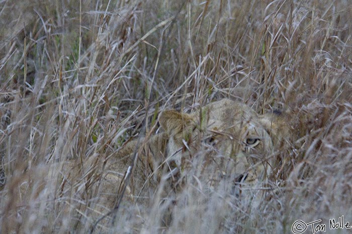 Africa_20081107_120558_578_2X.jpg - This lioness was seen by our tracker despite the cover and the growing darkness.  She's the sort of thing you don't want to come upon by surprise!  Phinda Reserve, South Africa.