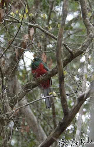 Africa_20081107_233428_592_2X.jpg - This is why you need a great guide and tracker.  We saw Trogons virtually every day, sometimes twice a day, and most of the lodge guests never saw one at all.  Phinda Reserve, South Africa.