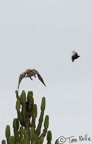 Africa_20081108_004256_628_2X.jpg - A raptor, possibly a steppe buzzard, launches from a cactus as a dove flies past.  Phinda Reserve, South Africa.