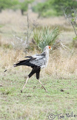 Africa_20081108_011954_651_2X.jpg - A secretary bird lopes across the grassland in Phinda Reserve, South Africa.