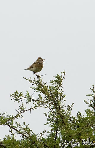 Africa_20081108_012722_658_2X.jpg - Maybe in Flanders Fields, too, but this rufus-necked lark is in Phinda Reserve, South Africa.