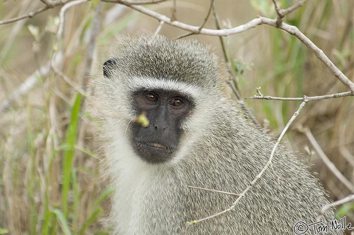 Africa_20081108_033236_790_2X.jpg - A vervet monkey, the most common of all monkeys in the Phinda Reserve, South Africa.