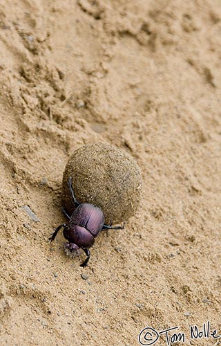 Africa_20081108_033742_798_2X.jpg - A lot in this case; it's a dung beetle.  Phinda Reserve, South Africa.