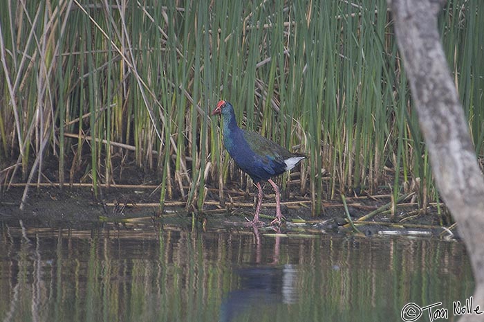 Africa_20081108_110026_859_2X.jpg - This is a purple gallinule, also called a swamp hen.  Phinda Reserve, South Africa.