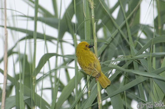 Africa_20081108_110500_860_2X.jpg - A lesser masked weaver sits on reeds along a river bank as we take a small boat and explore.  Phinda Reserve, South Africa.