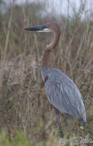 Africa_20081108_111844_866_2X.jpg - This is a gray heron, found just as the light is starting to get a bit problematic.  Phinda Reserve, South Africa.