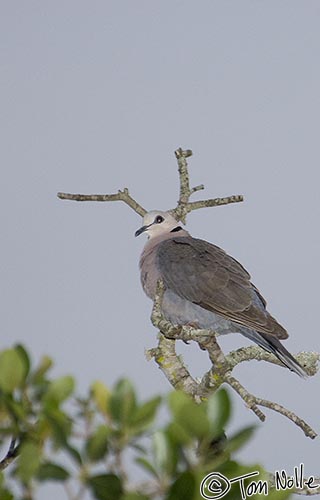 Africa_20081108_112828_870_2X.jpg - Not from drinking, and not easily observed either, is the red eye that gives this red-eyed dove its name.  Phinda Reserve, South Africa.