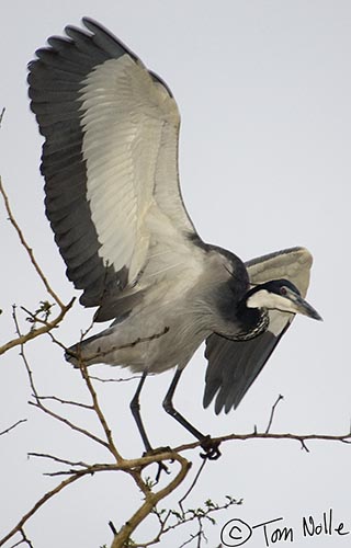 Africa_20081108_113514_882_2X.jpg - Well, going at any rate. This black-headed heron is about to take flight.  Phinda Reserve, South Africa.