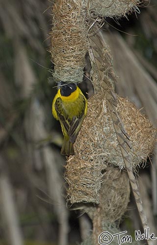 Africa_20081108_113616_887_2X.jpg - One of the many attractive members of the weaver family, the spottedbacked or village weaver.  Phinda Reserve, South Africa.