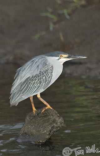 Africa_20081108_114022_912_2X.jpg - Another interesting and colorful bird found along the bank of the river during our boat cruise is the green-backed heron.  Phinda Reserve, South Africa.