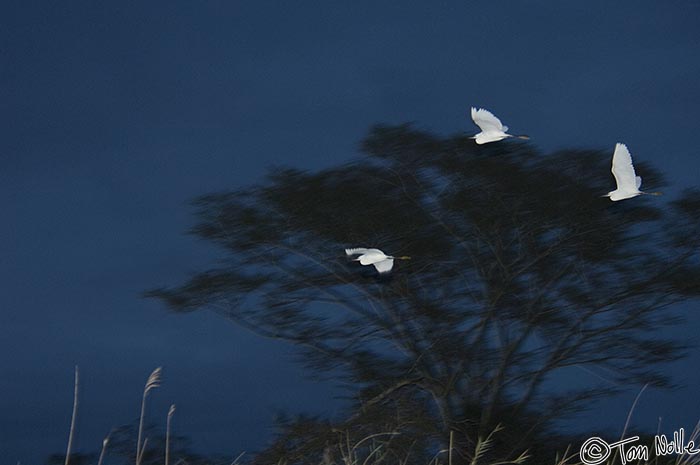 Africa_20081108_121256_929_2X.jpg - Three egrets glide silently through the late evening sky in Phinda Reserve, South Africa.