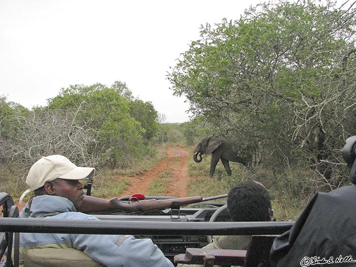 Africa_20081109_001216_655_S.jpg - An elephant crosses in front of the vehicle on a game drive.  The rifle, used only for protection, is a .458 Winchester.  Phinda Reserve, South Africa.