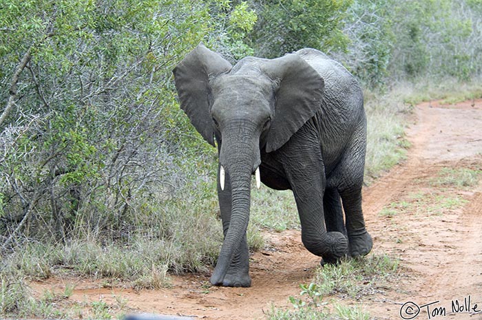 Africa_20081109_001302_974_2X.jpg - A young elephant, emboldened by the presence of his herd, decides to make a bluff charge.  Phinda Reserve, South Africa.