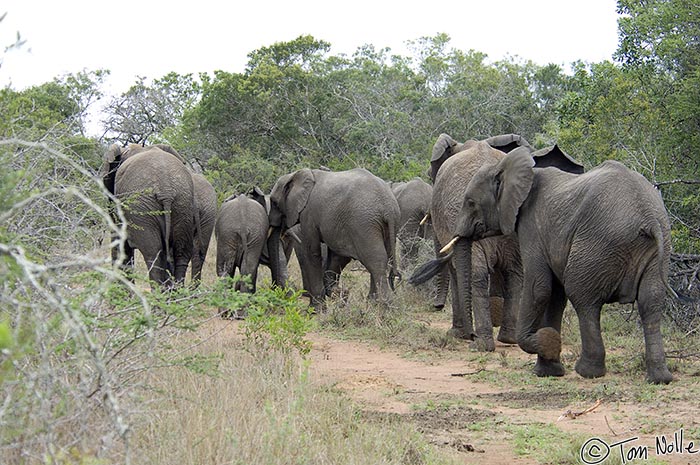 Africa_20081109_001318_978_2X.jpg - A decent-sized herd of elephants moves past us toward a waterhold in Phinda Reserve, South Africa.