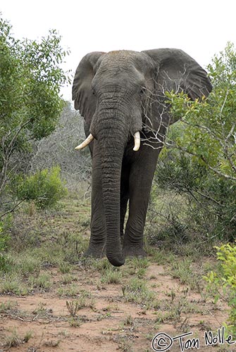 Africa_20081109_001446_589_20.jpg - This is the herd bull, and so we're going to have to move out of the way quickly!  Phinda Reserve, South Africa.