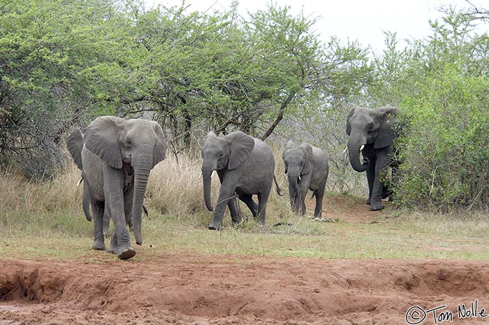 Africa_20081109_003002_004_2X.jpg - Young elephants eager for a drink and play lead the herd to the waterhole.  Phinda Reserve, South Africa.