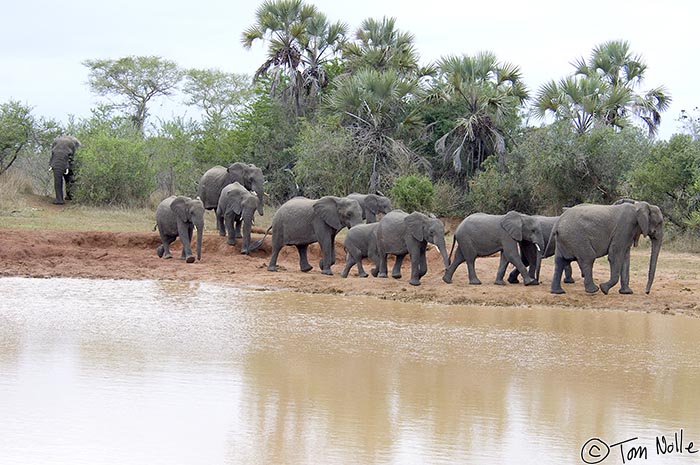 Africa_20081109_003028_007_2X.jpg - With the herd bull trailing, a modest-sized elephant herd arrives at the local waterhole.  Phinda Reserve, South Africa.