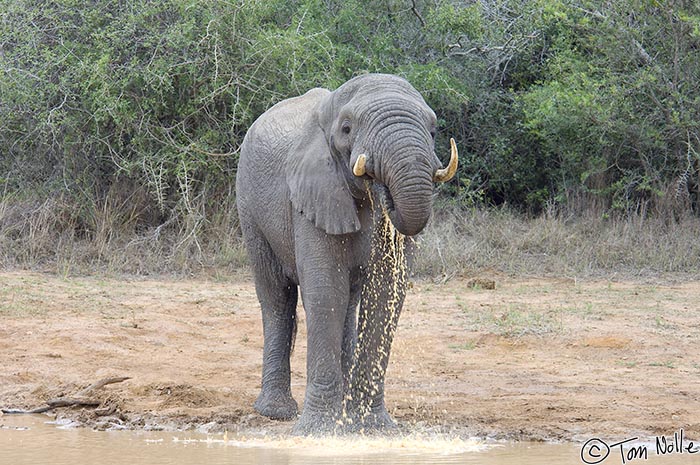 Africa_20081109_003730_033_2X.jpg - This elephant shows that while trunks are handy for drinking, they're not always the neatest thing.  Phinda Reserve, South Africa.