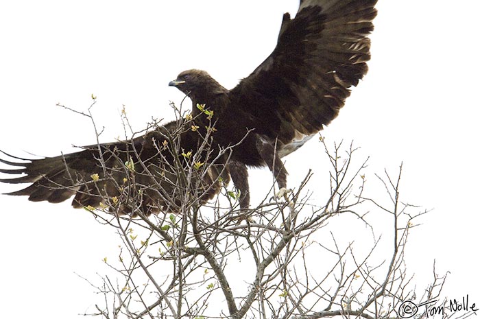 Africa_20081109_005600_058_2X.jpg - A Wahlberg's eagle suddenly spreads his wings to fly from a high branch.  Phinda Reserve, South Africa.