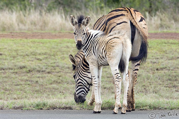 Africa_20081109_005824_070_2X.jpg - This zebra foal looks like a female but it's hard to say.  Phinda Reserve, South Africa.