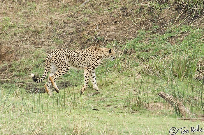 Africa_20081109_011016_112_2X.jpg - The female, mother to the two unruly cubs, is always scouting for a meal.  Phinda Reserve, South Africa.