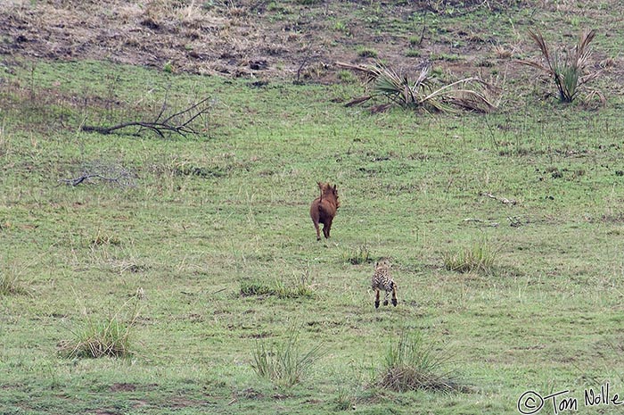 Africa_20081109_012210_139_2X.jpg - This cheetah cub is far too small to take on an adult wart hog, but it's just learing the rules of the chase and not making a serious try.  Phinda Reserve, South Africa.