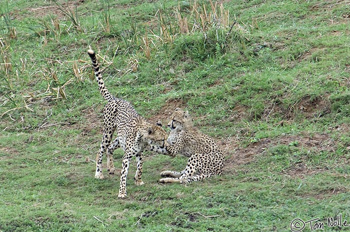 Africa_20081109_012436_150_2X.jpg - The two cheetah cubs play-fight in a grassy basin in Phinda Reserve, South Africa.