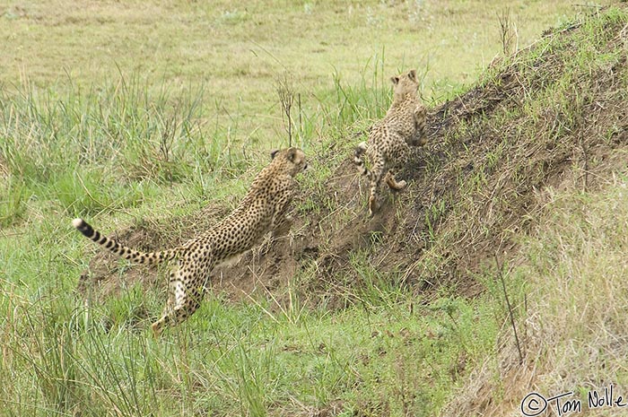 Africa_20081109_013158_185_2X.jpg - One cheetah cub closes in with a pounce on the other.  Phinda Reserve, South Africa.