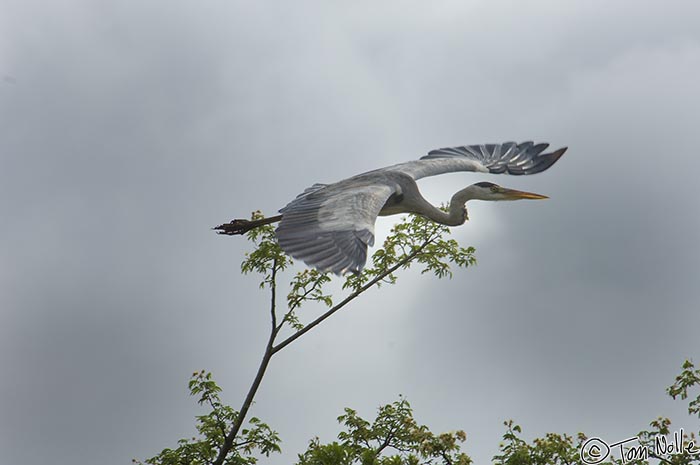 Africa_20081109_021254_210_2X.jpg - A gray heron soars in a dark and cloudy sky in Phinda Reserve, South Africa.