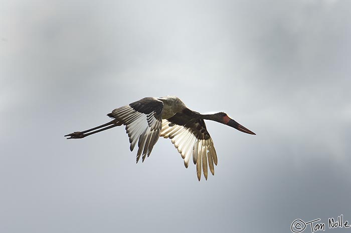 Africa_20081109_022004_232_2X.jpg - A saddle-billed stork takes off from wetlands in Phinda Reserve, South Africa.