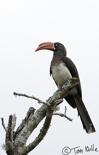 Africa_20081109_031254_286_2X.jpg - Another member of the hornbill species, the crowned hornbill is more rarely seen. Phinda Reserve, South Africa.