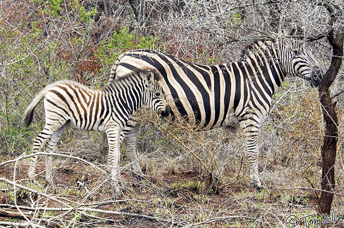 Africa_20081109_101906_300_2X.jpg - A zebra mare and foal share a brushy patch of Phinda Reserve, South Africa.