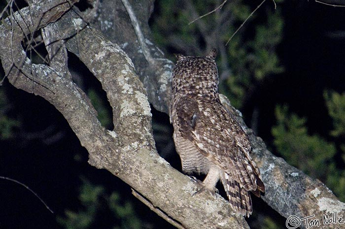 Africa_20081109_132240_357_2X.jpg - Sadly this spotted eagle owl has spotted something facing away from us!  Phinda Reserve, South Africa.