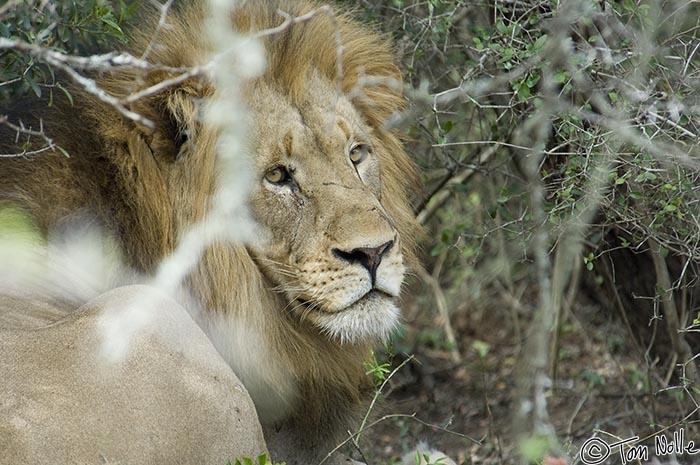 Africa_20081110_024340_446_2X.jpg - This is the largest lion of a three-member coalition, but he looks less king than tired or over-fed.  Phinda Reserve, South Africa.