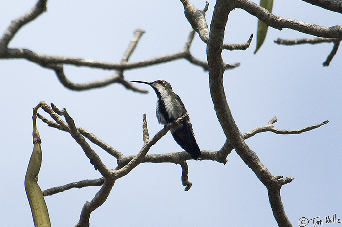 CostaRica_20100316_112100_231_2X.jpg - A female green-breasted mango hummingbird in a tree.  Panama City, Panama.