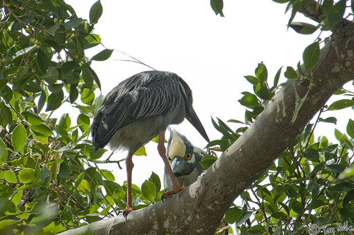 CostaRica_20100316_121308_242_2X.jpg - These birds were nesting in a tree overlooking the harbor in Panama City, Panama.