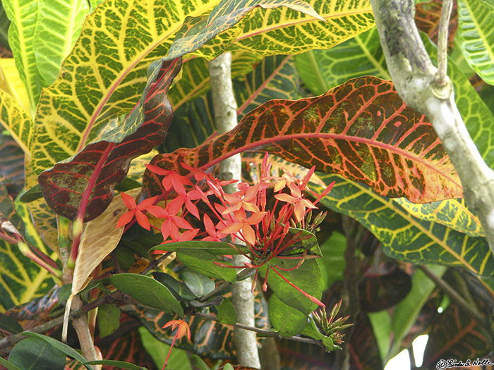 CostaRica_20100317_095018_042_S.jpg - Brilliant colors are the stock in trade of tropical plants.  Panama City, Panama.