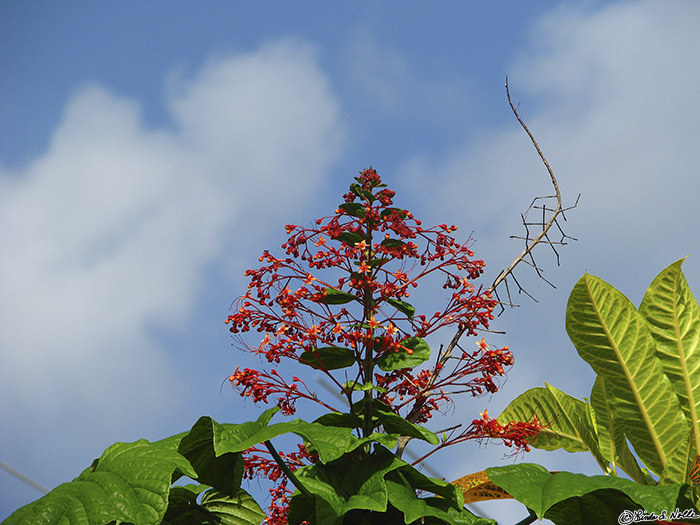 CostaRica_20100317_095614_044_S.jpg - A plant throws up a flowery shaft toward a nice blue sky, a welcome sight on any trip.  Panama City, Panama.