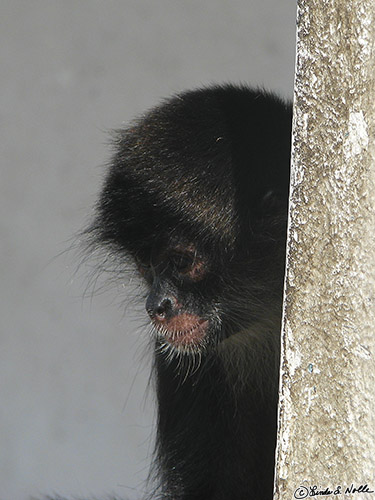 CostaRica_20100317_104412_053_S.jpg - A small monkey, either a pet or familiar with houses, puts in time and catches a few glimmers of sun.  Portabelo, Panama.