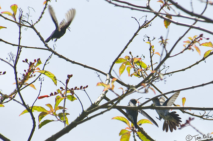 CostaRica_20100317_114934_492_2X.jpg - A Violet-bellied hummingbird and two black-throated mangoes contend for space in a tree in Portobelo, Panama.