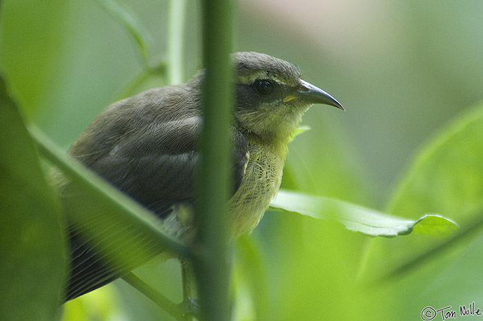 CostaRica_20100317_122252_569_2X.jpg - A lovely little bird hiding in a bush is hard to photograph but worth the effort.  Portobelo Panama.