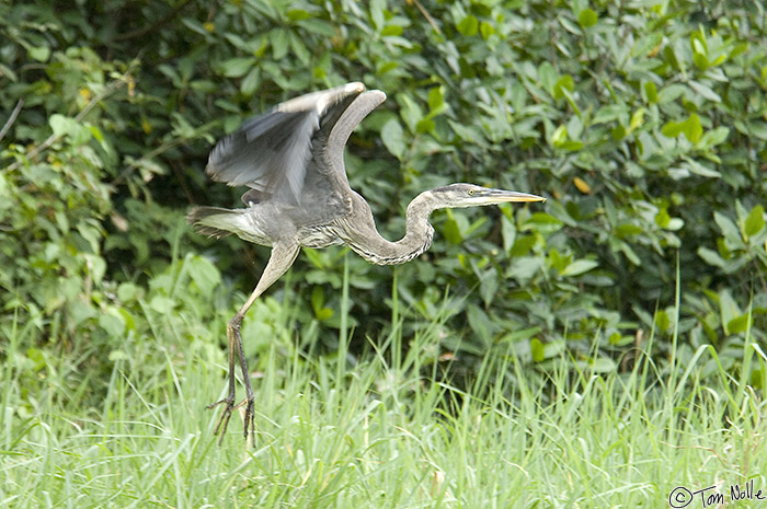 CostaRica_20100317_152144_605_2X.jpg - These water birds are incredibly graceful when they take flight, though while they're wading and looking for food they look a but awkward.  Portobelo Panama.