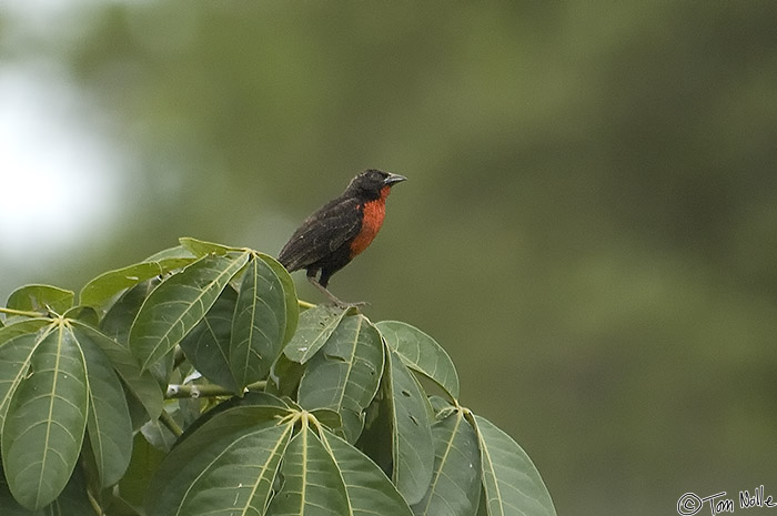 CostaRica_20100317_153454_626_2X.jpg - Looking a bit more brown than black, this guy was singing up a storm until we got close.  Portobelo Panama.